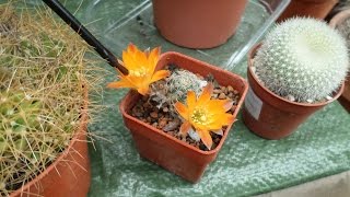 How to pollinate Cactus plant flowers  Rebutia cacti [upl. by Athenian914]