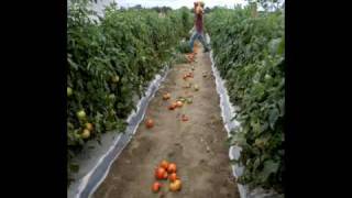 Treating South Georgias Migrant Farmworkers  Slideshow w audio [upl. by Notgnillew196]