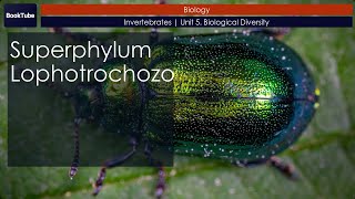 Superphylum Lophotrochozoa  Invertebrates  Unit 5 Biological Diversity [upl. by Eirrot]