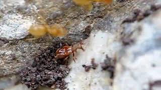 Claviger testaceus  Parasitic beetle on Lasius flavus yellow ant [upl. by Leeann]