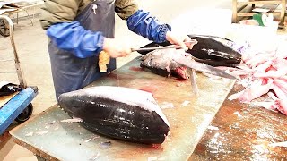 Japanese food  ALBACORE TUNA CUTTING Sashimi Kochi 日本料理  ビンナガマグロ さばき方 刺身 高知 [upl. by Cibis]