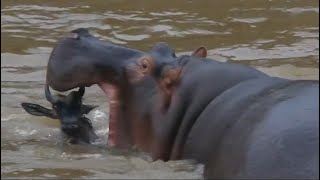 hippo attacking the young wildebeest across river video [upl. by Khalsa332]