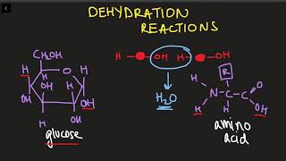 Polymers Dehydration Synthesis and Hydrolysis Reactions [upl. by Ojeitak]