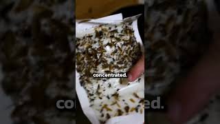 How to get rid of a cockroach infestation [upl. by Wakerly602]