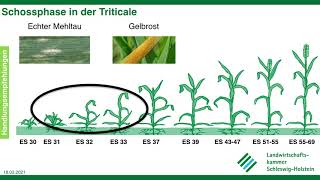 Krankheiten in der Wintertriticale Frühjahr 2021 LKSH [upl. by Amari]