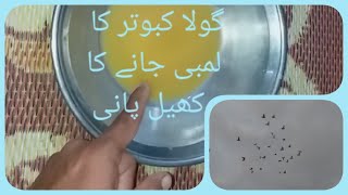 Kabootar ko Dore chalane ka khel Pani  Sultan Kabootar Bazi Tips [upl. by Netniuq]