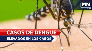 LaPaz Dengue Aumento de casos de dengue en el municipio de Los Cabos [upl. by Onil]