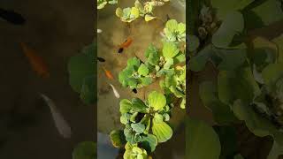 Molly Fish Food Eating On Rooftop Fish Pond rooftopgarden mollyfish fishlovers pigeon colorfish [upl. by Renrew]