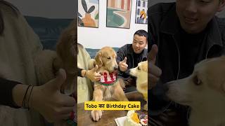 🐕Tobo का Birthday Cake 🎂 mini wood toy  woodworking art skill  hand crafts shorts pets [upl. by Bria291]