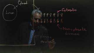 Cell Membrane Asymmetry [upl. by Bopp]