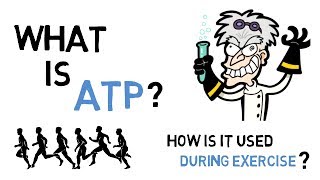 What Is ATP amp How Does ATP Work During Exercise [upl. by Dor]