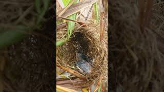 Single Bird Nest in nest Ep071 nature nest birdegg birdsounds beautifulnest wildlif birds [upl. by Airalav557]