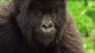 Meet This Family of Mountain Gorillas  Cousins  BBC Earth [upl. by Eissert]