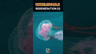 Top 3 Animals With Amazing Regeneration Abilitie [upl. by Notsreik]