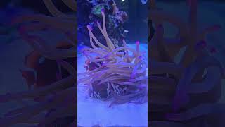 Anemone inside the clay cub clay anemone clownfish nemo shortvideo shorts short music reef [upl. by Mandych991]