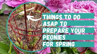 How to Prepare Peonies for Spring  Peony Flower  Fertilize Peonies  Peony Flower Tutorial [upl. by Drannek455]