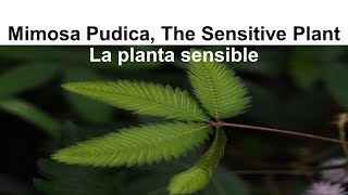 Touchmenot Plant Mimosa pudica Sensitive Plant  Reacción plantas Planta Sensible No me toques [upl. by Ennail852]