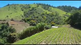 Venta de Finca Agricola en Constanza 180 Tareas Finca con sistema de riego Finca en producción [upl. by Tormoria284]