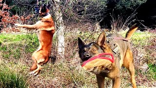 Deutscher Schäferhund oder Malinois Wer passt besser zu dir [upl. by Pan]