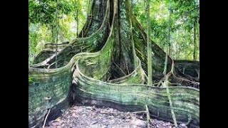 Descubra os Gigantes da Floresta Amazônica Árvores Colossais e Seus Segredos [upl. by Eleazar892]