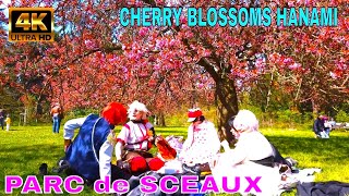 🇫🇷Walking in PARC de SCEAUX near in PARIS Cherry Blossoms  HANAMI au Parc de Sceaux 2022 [upl. by Eedoj767]