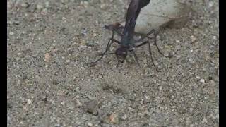 Wasp Laying Eggs in a Caterpillar [upl. by Nylaf]