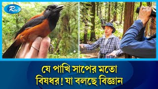 বিষধর প্রাণির তালিকায় যুক্ত হলো নতুন এক পাখি Toxic Bird  Rtv News [upl. by Shinberg425]