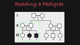 How to Read a Pedigree [upl. by Manus]