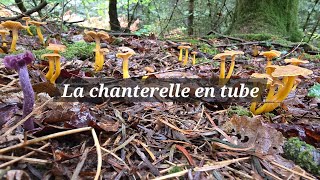 La chanterelle en tube [upl. by Htiduy]