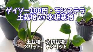 【縦動画】ダイソー100円モンステラ、土栽培vs水耕栽培！土栽培、水耕栽培のメリット、デメリット 観葉植物 モンステラ ダイソー 百均 水耕栽培 [upl. by Petronia]