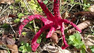 Clathrus Archeri ⛔ 19102024 [upl. by Glennis]