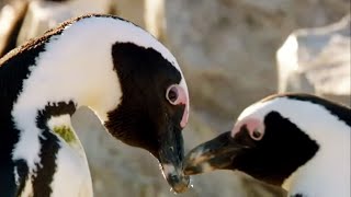 Best of Penguins  Top 5  BBC Earth [upl. by Charbonnier259]