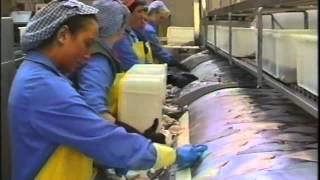 Processing fish [upl. by Cahilly]