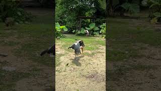 Painted Storks Looking at Its On Shadow  Zoo Negara Malaysia shorts [upl. by Eimoan]