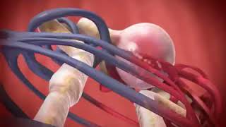 Glomerular Filtration animation [upl. by Chil]