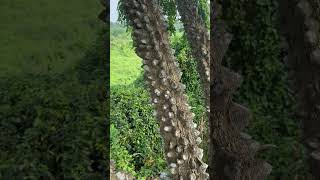 Bark of Zanthoxylum rhetsa a medicinal tree of Odisha [upl. by Kitchen259]