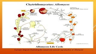 Chytridiomycetes [upl. by Nellie560]