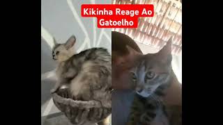 tentenaorir Kikinha Reagindo Ao Gatorlho [upl. by Armillas]