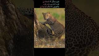 leopard vs lion discovery animals shorts viral [upl. by Margy]