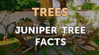 Juniper Tree Facts [upl. by Heringer]