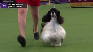 Spaniels Cocker Parti  Color  Breed Judging 2020 [upl. by Ajat37]