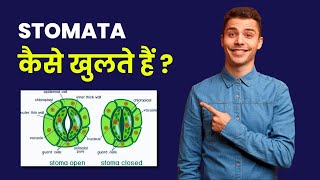 How Stomata Opens and Closes  Stomata kaise khulta hai  Plant Anatomy  Leaf Anatomy [upl. by Aihseyn281]