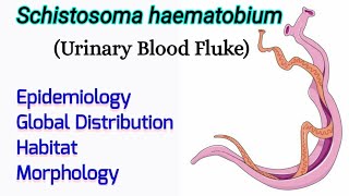 Schistosoma haematobium Epidemiology Distribution Habitat Morphology  Urinary Blood Fluke [upl. by Aurora493]