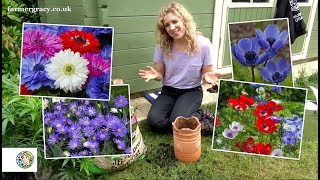 How to plant Anemones bulbscorms  FarmerGracycouk [upl. by Dunton]