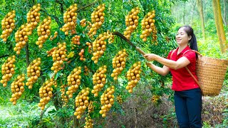 How To Harvest Wampee amp Goes To Market Sell  Harvesting And Cooking  Lý Song Ca [upl. by Portingale670]