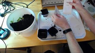 ESS Irradiated Radish seeds experiment [upl. by Miko]