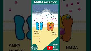 NMDA receptors  ionotropic receptors  NMDA receptor and memory  1 minute neuroscience  USMLE [upl. by Aizirtap]