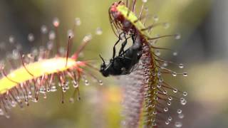 Sundew Carnivorous Plant vs Fly [upl. by Dannel]