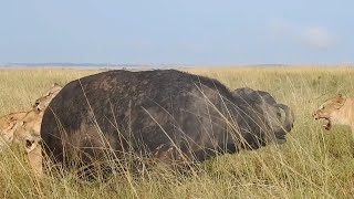 Lion pride gets distracted by a rival lion while hunting a buffalo bull [upl. by Goldenberg434]