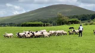 Lot 25  Killiebrae Trace  3724  Farmers Marts Dolgellau Online Sheepdog Auction [upl. by Nomrac]